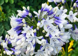 73237-06-baki_20160218153030 (1)